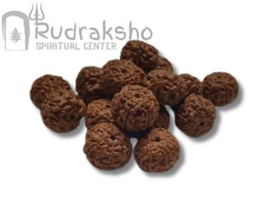 6 Mukhi Rudraksha from Indonesia